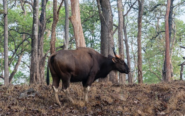 Gaur (Bos gaurus)