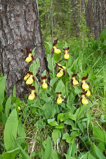 Yellow Lady's Slipper (Cypripedium calceolus)