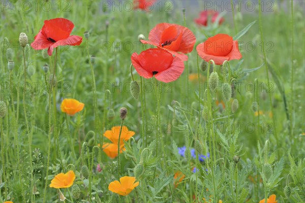 Corn Poppies (Papaver rhoeas) and California Poppies (Eschscholzia californica)