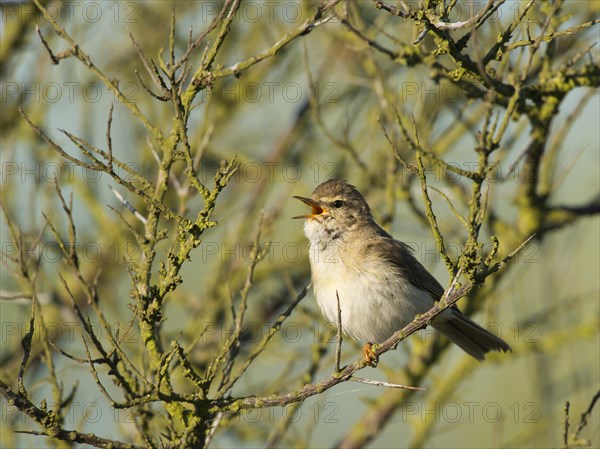 Willow Warbler (Phylloscopus trochilus)