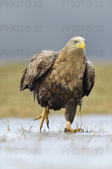 White-tailed Eagle (Haliaeetus albicilla)