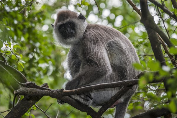 Northern Plains Gray Langur (Semnopithecus entellus)