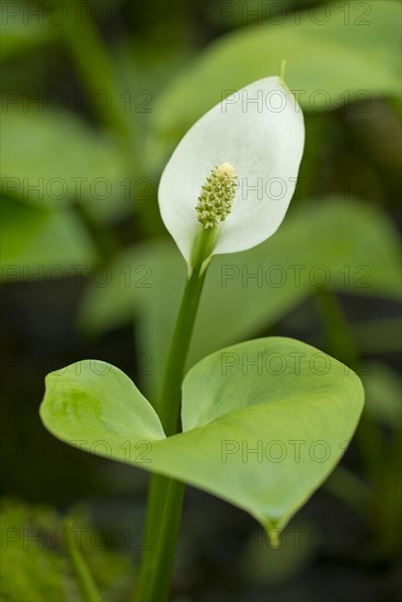 Bog Arum (Calla palustris)