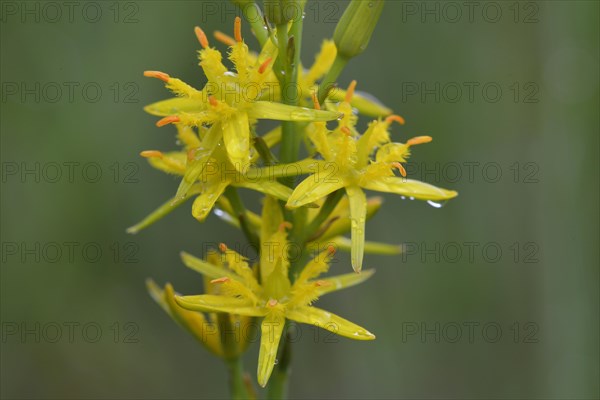 Bog Asphodel (Narthecium ossifragum)