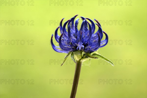 Round-headed Rampion (Phyteuma orbiculare)