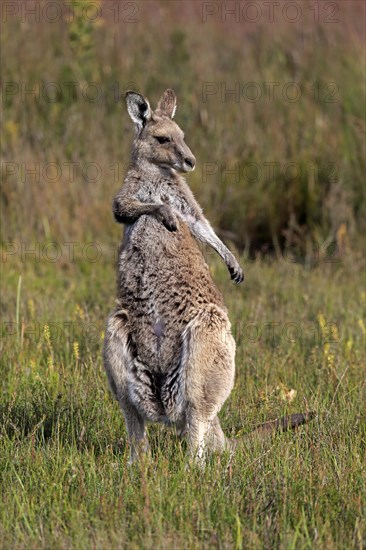 Eastern Grey Kangaroo (Macropus giganteus)