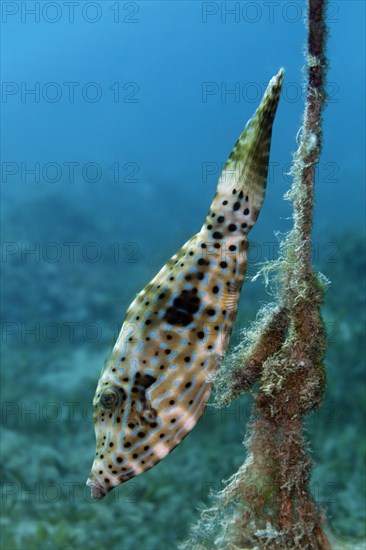 Scrawled Filefish (Aluterus scriptus) at a rope