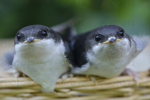 Young hand-raised house martins (Delichon urbicum)