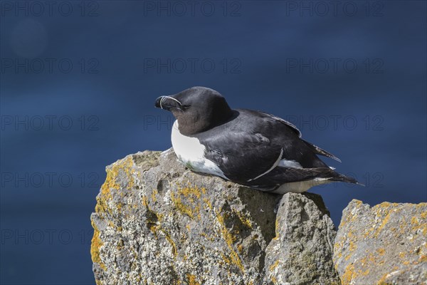 Razorbill (Alca torda) sits on rocks