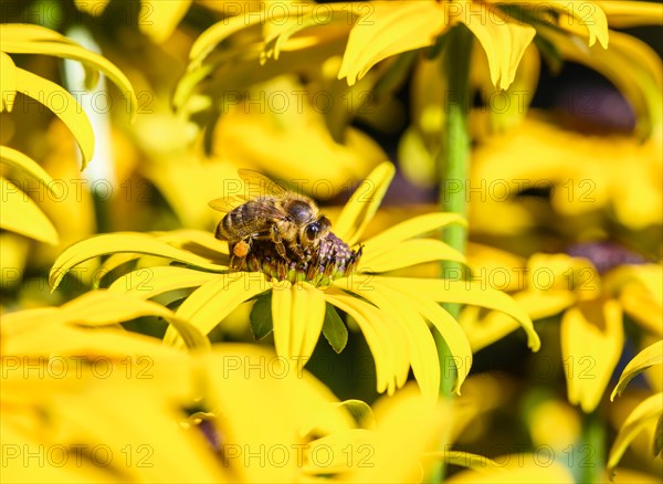 Honey bee (Apis mellifera) sits on yellow flower