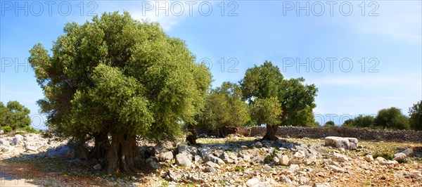 Ancient Olive trees (Olea europaea)