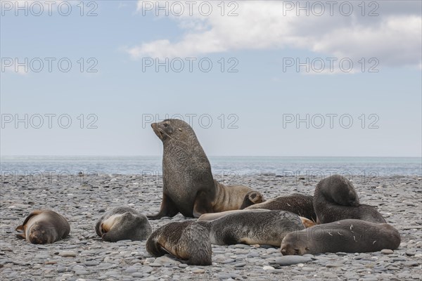 Antarctic Fur Seals (Arctocephalus gazella)