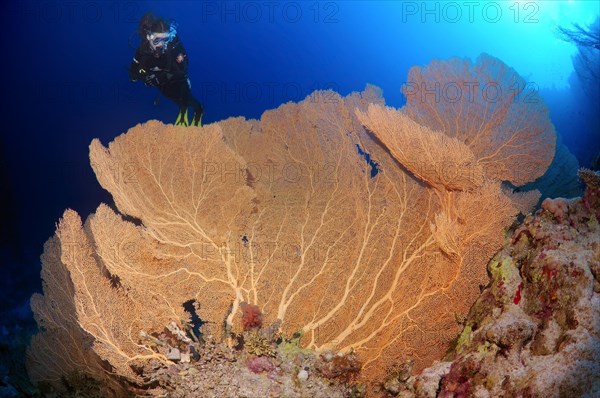 Scuba diver looking at a Venus Fan (Gorgonia flabellum)