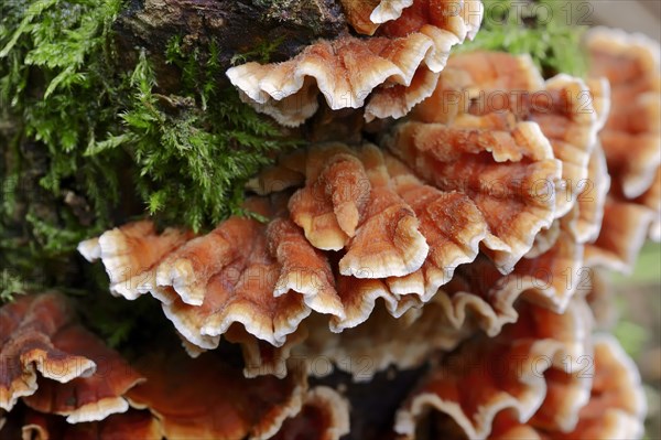 Bleeding Oak Crust (Stereum gausapatum)