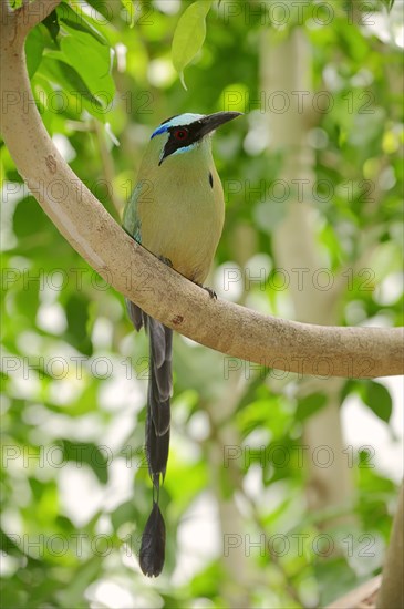 Blue-crowned Motmot (Momotus coeruliceps)