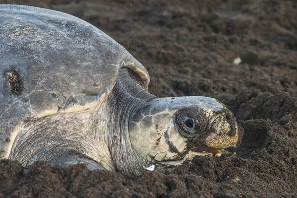 Olive Ridley Sea Turtle (Lepidochelys olivacea) during oviposition