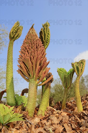 Giant Rhubarb (Gunnera manicata)