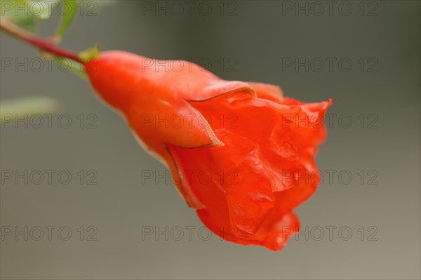 Dwarf Pomegranate (Punica granatum nana var)