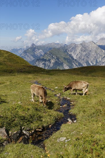 Cows grazing on a mountain stream