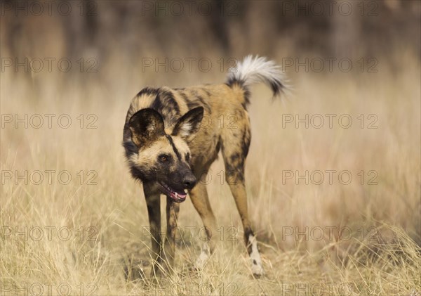 African Wild Dog (Lycaon pictus)