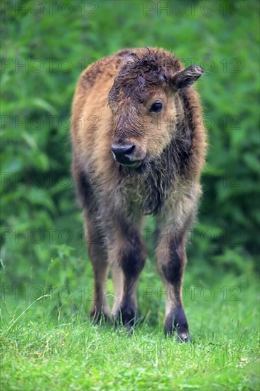 American Bison or American Buffalo (Bison bison)