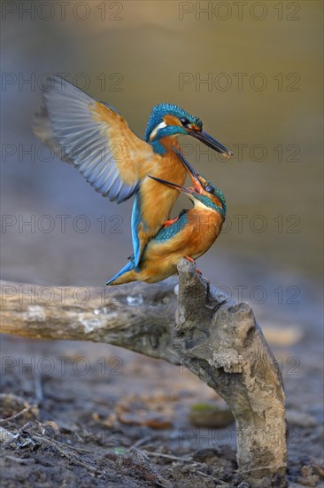 Kingfisher (Alcedo atthis)