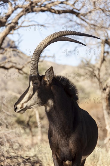 Sable Antelope (Hippotragus niger)