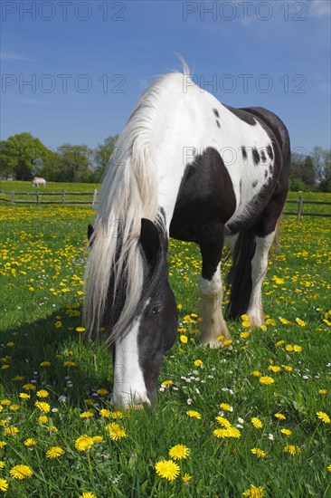 Gypsy Cob