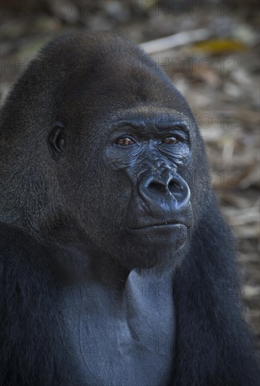 Western Lowland Gorilla (Gorilla gorilla gorilla) in reintroduction enclosure