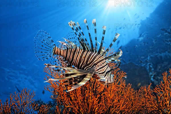 Pacific Red Lionfish (Pterois volitans)