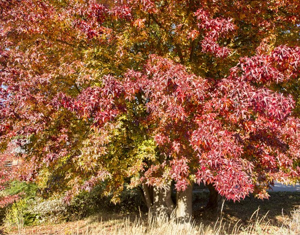 American sweetgum (Liquidambar styraciflua)