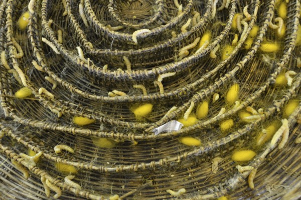 Silkworms (Bombyx mori) and silk cocoons on a bast basket