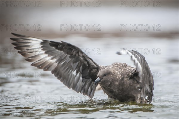 South Polar Skua (Stercorarius maccormicki) bathing in a freshwater pond