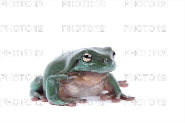 Dainty Green Tree Frog (Litoria gracilenta)