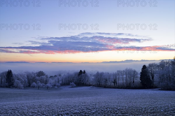 Wintry landscape in hoarfrost