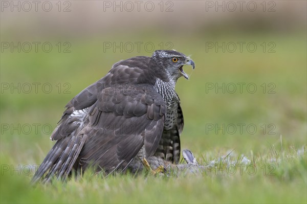 Northern Goshawk (Accipiter gentilis)