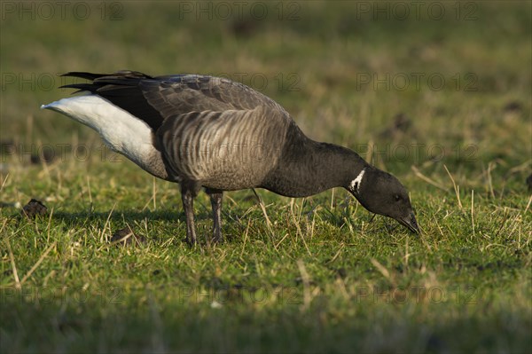 Brant or Brent Goose (Branta bernicla)