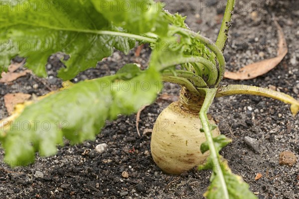 May Turnip or Nevette (Brassica rapa ssp. Rapa var majalis)