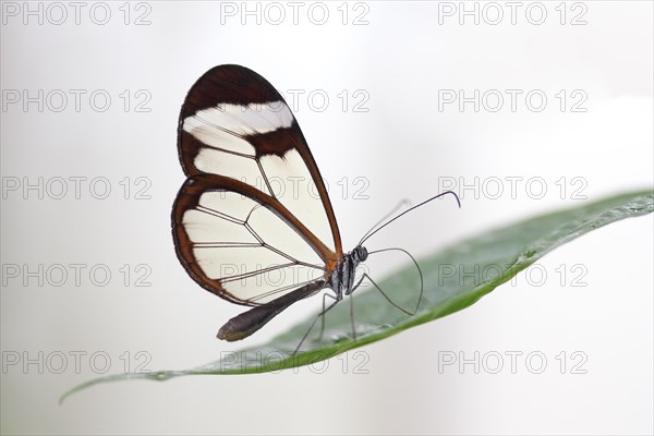 Glasswinged Butterfly (Greta oto)