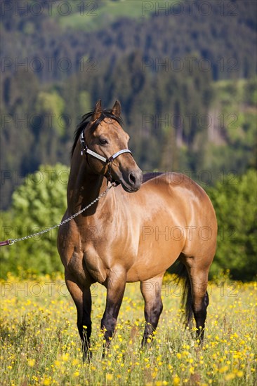 Quarter Horse wearing a show halter