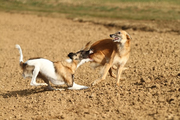 Silken Windsprite male dogs playing on a field