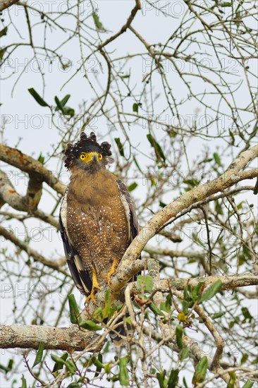 Crested Serpent Eagle (Spilornis cheela spilogaster)