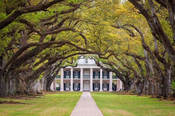 Tunnel avenue of Southern Live Oaks (Quercus virginiana)