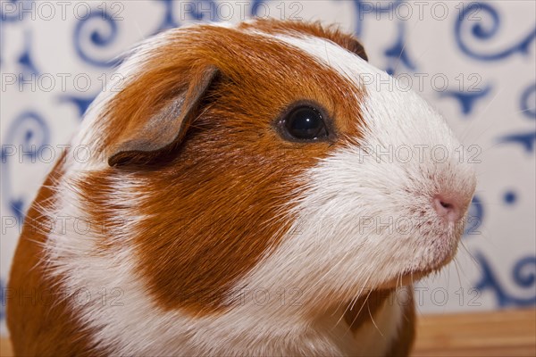 Smooth Guinea Pig