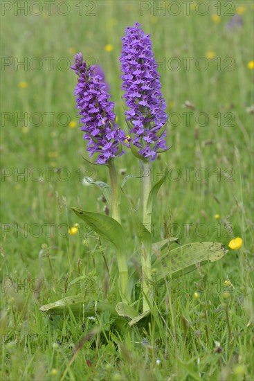 Western Marsh Orchid (Dactylorhiza majalis)