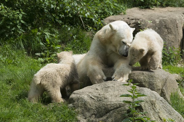 Polar Bears (Ursus maritimus)