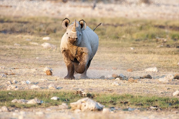 Black Rhinoceros (Diceros bicornis)