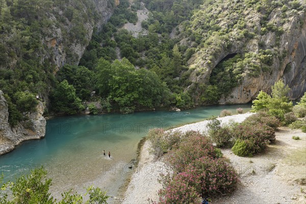 Oleander bushes on the Alara river