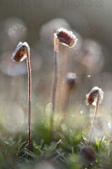 Hair Cap Moss (Polytrichum formosum)