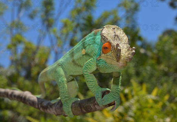 Parson's Chameleon (Calumma parsonii)